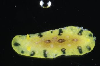 Media type: image;   Malacology 393878 Description: live specimen;